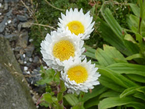 Helichrysum bellum